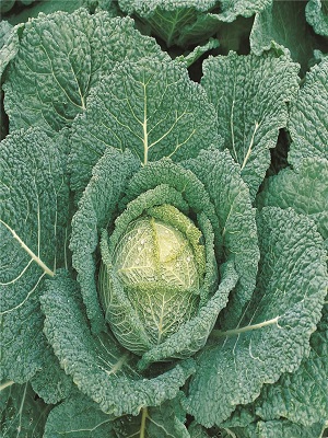 ORNAMENTAL CABBAGE Clarissa